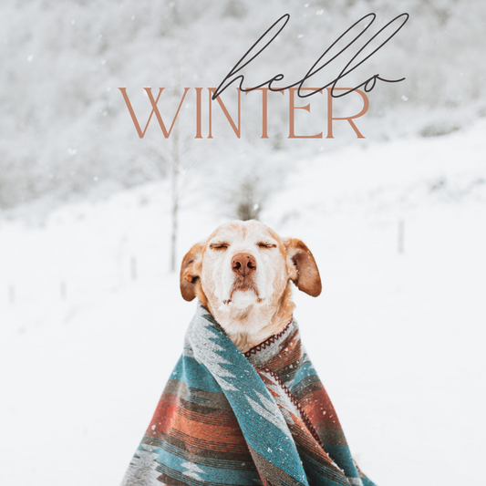 Top 5 Essential Winter Care Tips for Your Pets!