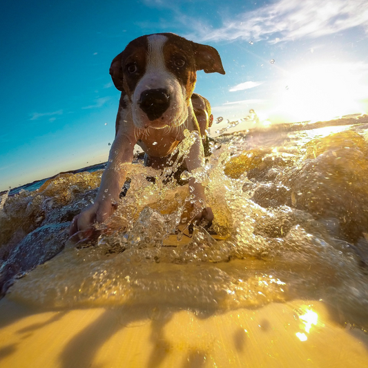 Top 5 Essential Summer Care Tips for Your Pets!